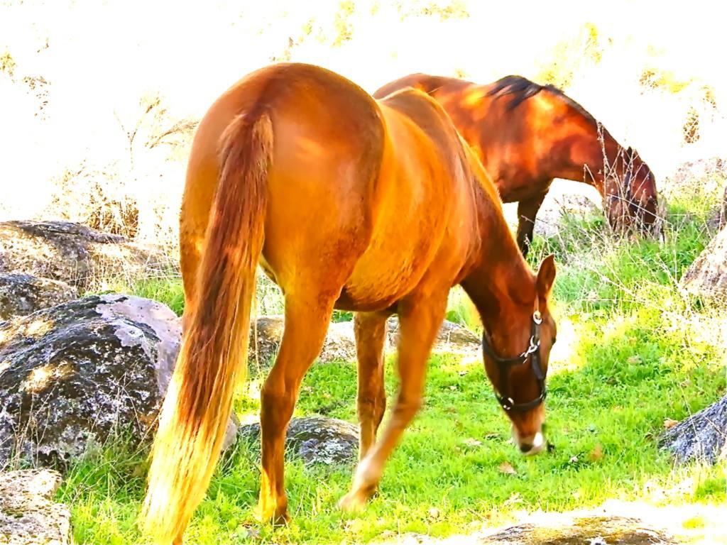 Quinta Do Marvao Guest House Rom bilde