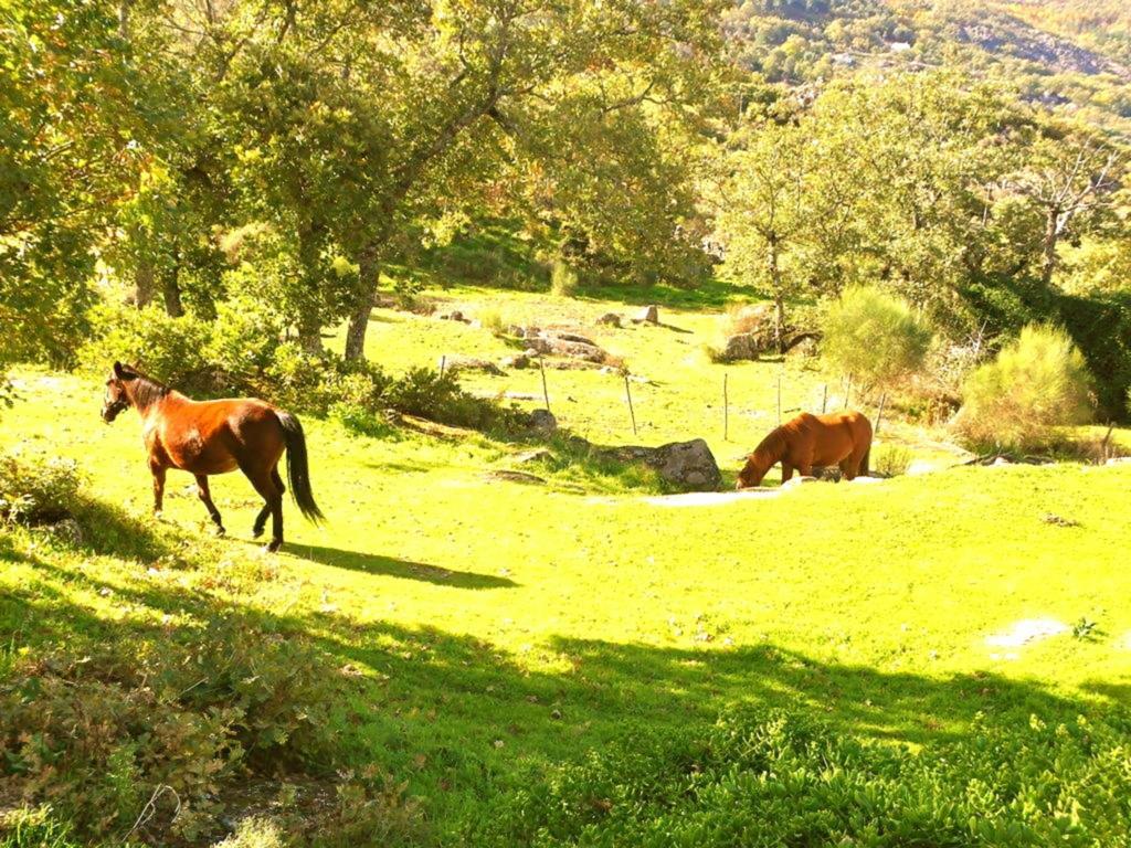 Quinta Do Marvao Guest House Rom bilde